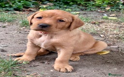 Labrador Retriever dogs for sale: 3 beautiful bitch puppies - Image 4
