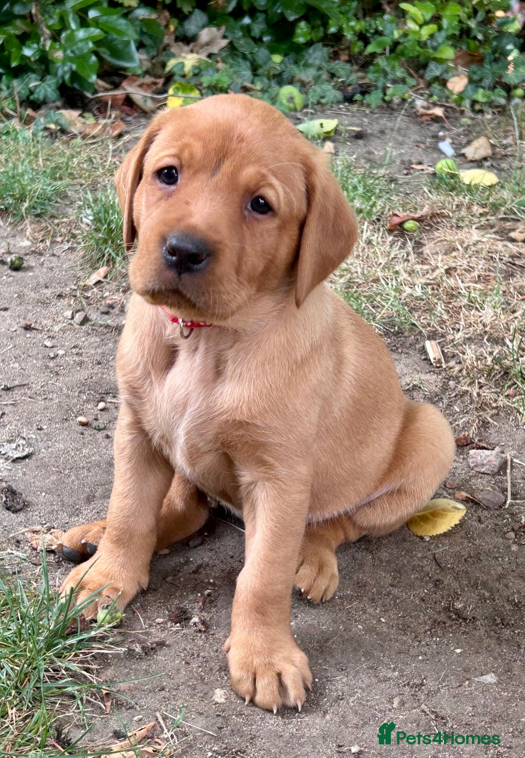Labrador Retriever dogs for sale: 3 beautiful bitch puppies - Image 4
