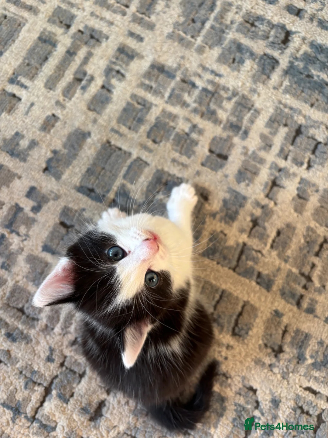 Mixed Breed cats for sale: Black and white kitten  - Advert 1