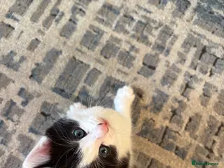 Mixed Breed cats Black and white kitten - Advert 1