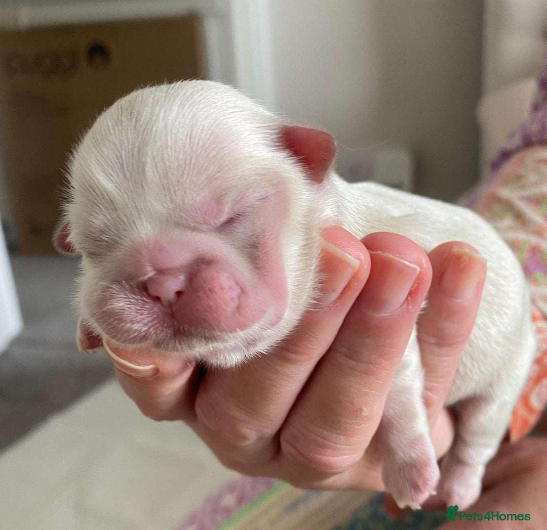 Shih Tzu dogs for sale: ✨️Exceptional Imperial Litter✨️ - Image 14