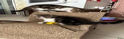 Exotic cats for sale: Brown Tabby / White Exotic  - Advert 4