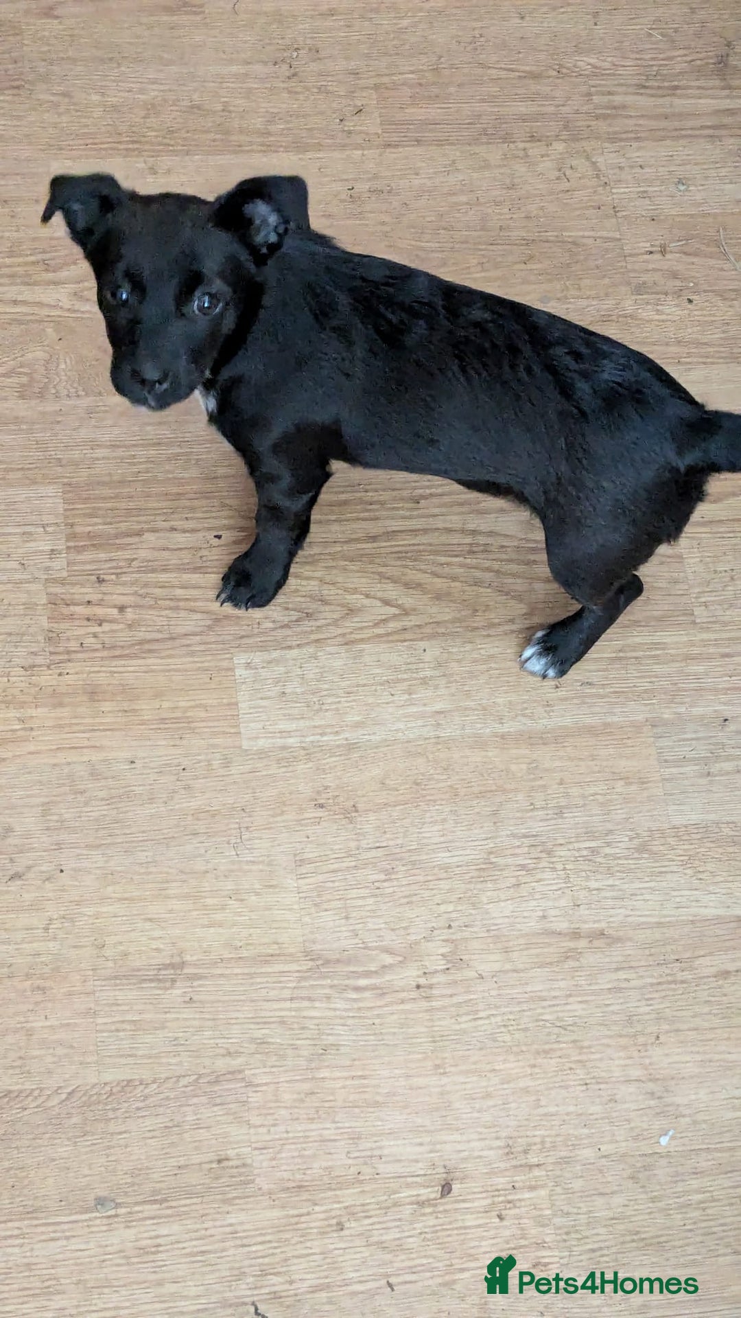 Mixed Breed dogs for sale: Last 3 mixed breed puppies available  - Image 6
