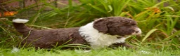Spanish Water Dog dogs for sale: KC Spanish Water Dog Pups-Coastal Raised with ENS  - Advert 26
