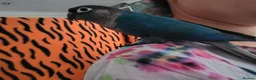 Conures birds for sale: Green cheek conures pineapple, turquoise, violet - Advert 4