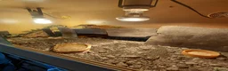 Leopard Gecko reptiles for sale: Leopard gecko and enclosure  in Norwich - Advert 5