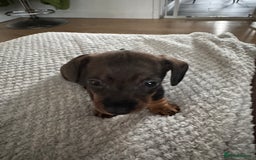 Dachshund dogs for sale: 8 dachshund puppies  - Image 32