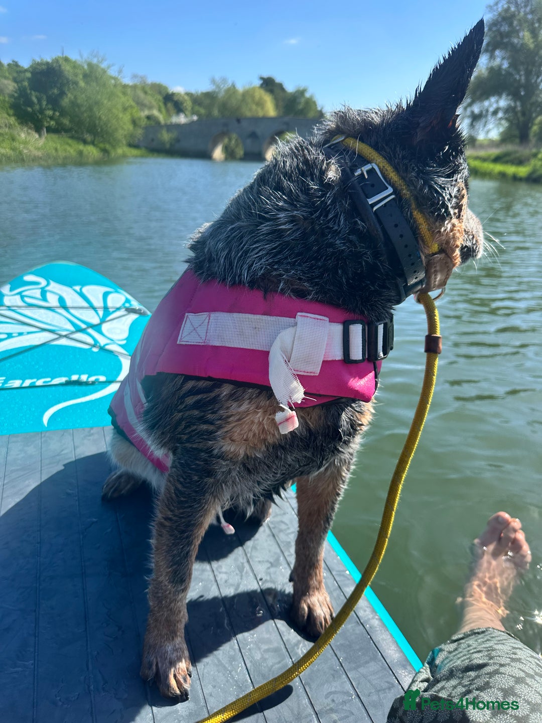 Australian Cattle Dog dogs for sale: Absolutely stunning litter!! - Advert 9