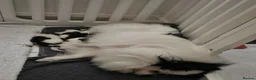 Pomeranian dogs for sale: Precious Pomeranian Puppies for sale  - Advert 3