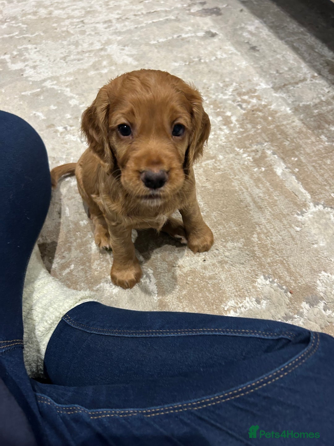 Cocker Spaniel dogs for sale: working cocker spaniel puppies - Advert 10