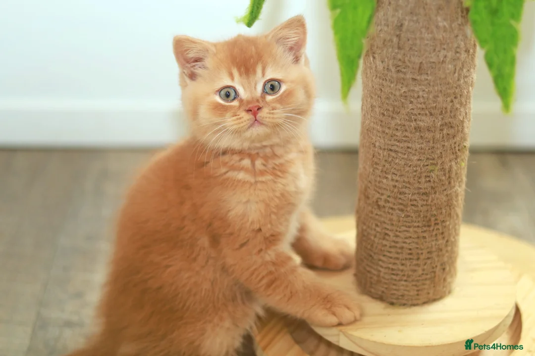 British Shorthair cats for sale: Cinnamon, Lilac & Ginger TICA Reg - Advert 20