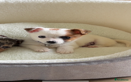 Mixed Breed dogs for sale: Male jack russel cross chihuahua  - Image 7