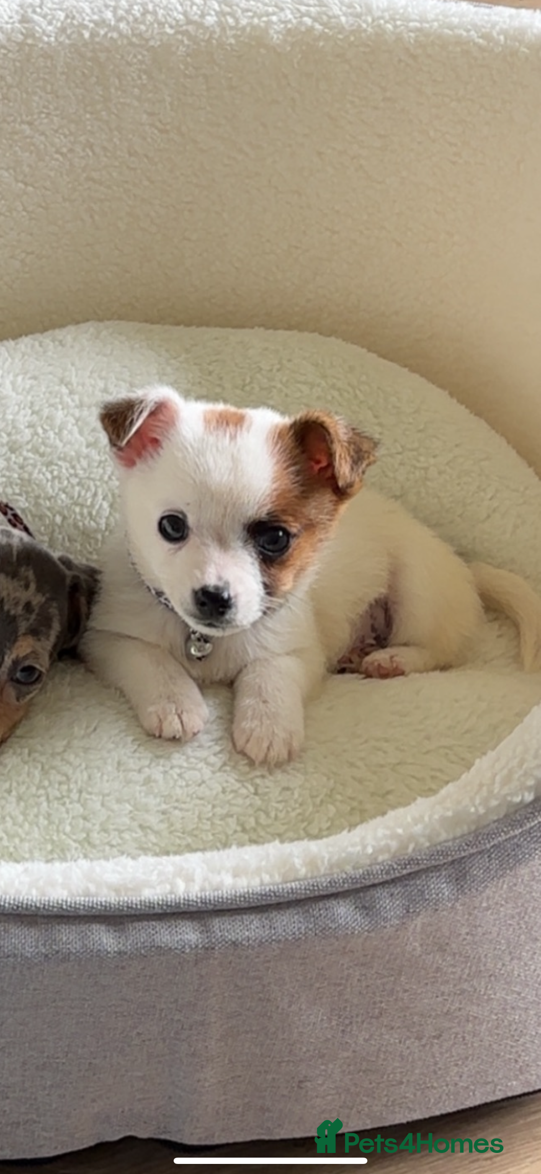 Mixed Breed dogs for sale: Male jack russel cross chihuahua  - Image 7