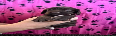 Dark pink collar