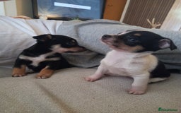 Jack Russell dogs for sale: 2 beautiful Jack Russell puppys - Image 7