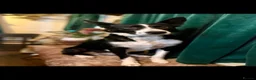 Border Collie dogs for sale: 7 beautiful border collies  - Advert 3