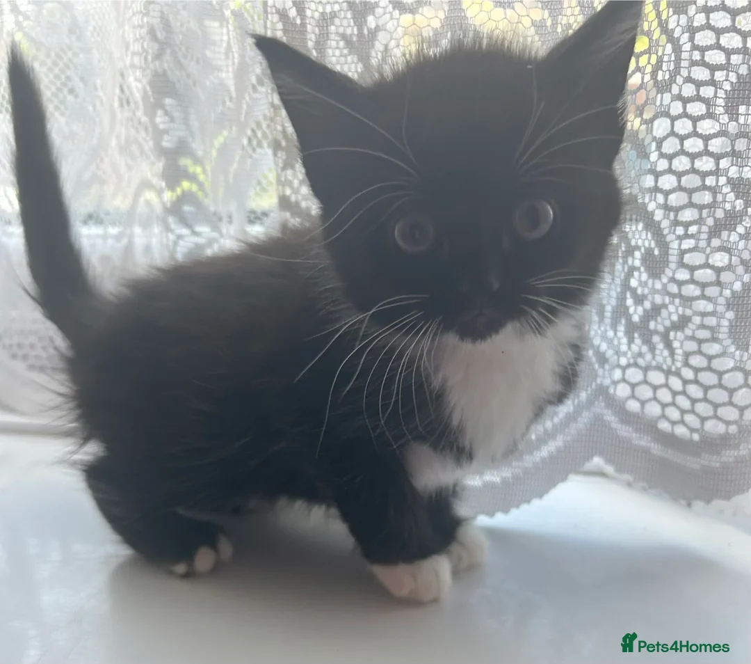 Mixed Breed cats for sale: Kittens ready now  - Advert 2