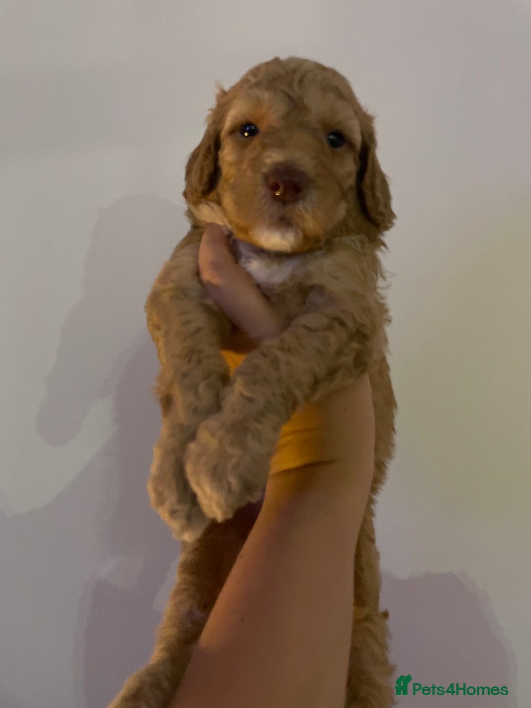 Australian Labradoodle dogs for sale: Australian Labradoodle Puppies – Ready Now🐶 - Image 16