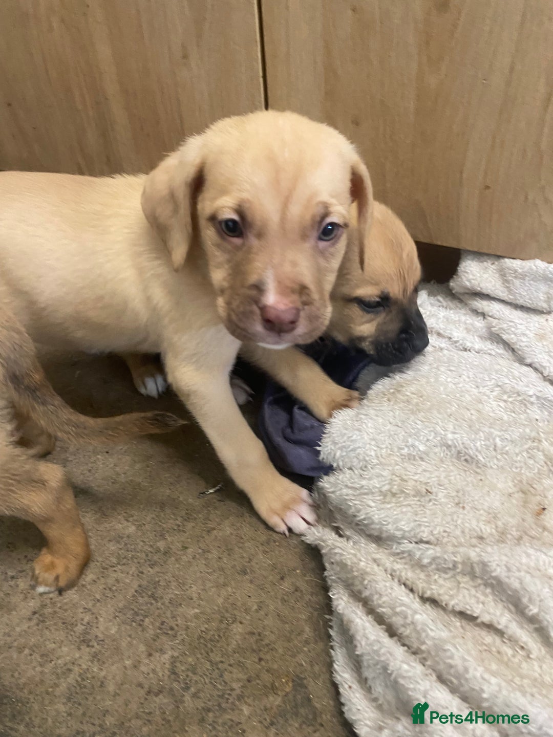 Mixed Breed dogs for sale: Puppies  - Image 6