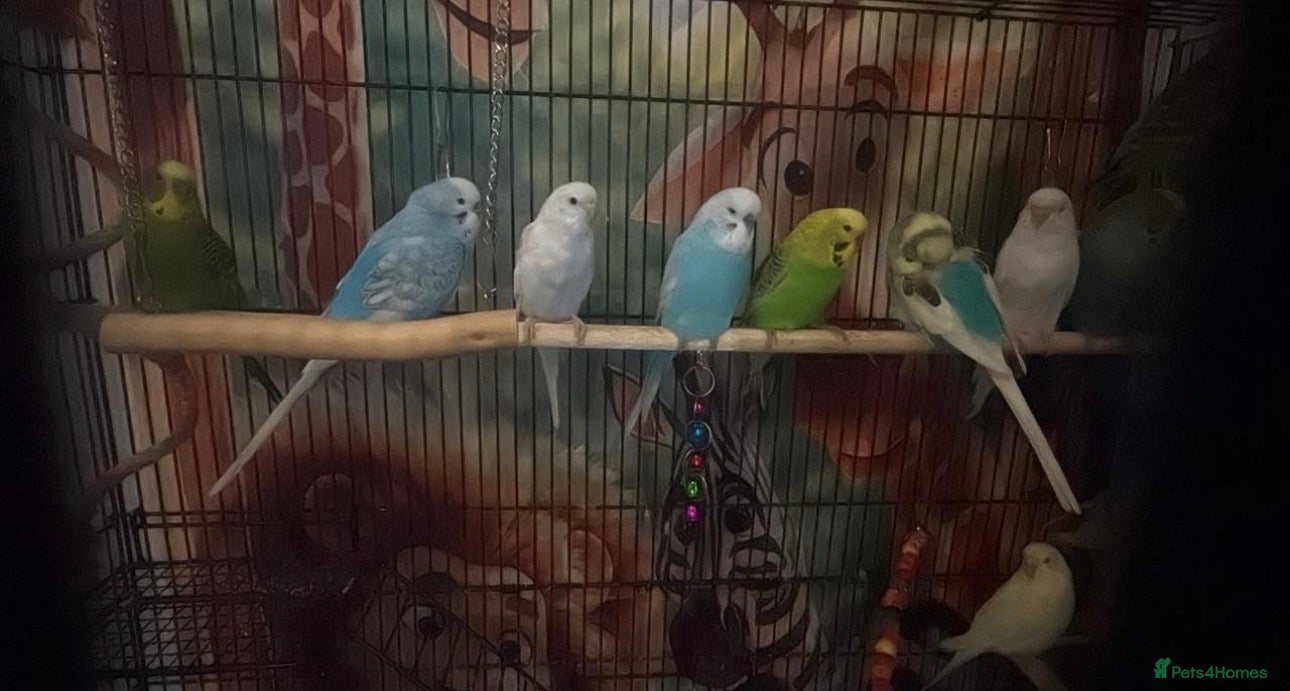 Budgerigars birds Budgies  - Advert 1