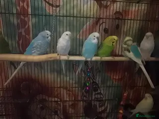 Budgerigars birds Budgies - Advert 13