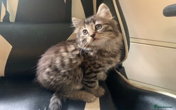 Mixed Breed cats for sale: Five Gorgeous Kittens available now ! - Image 21