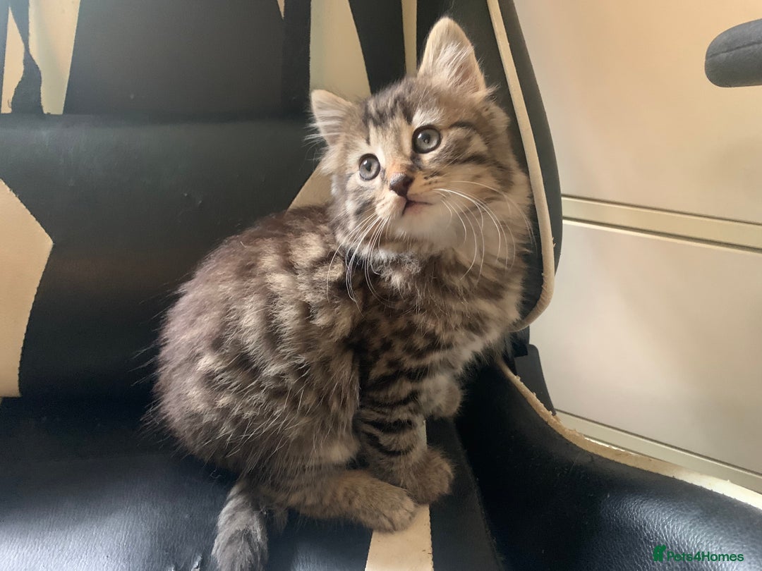 Mixed Breed cats for sale: Five Gorgeous Kittens available now ! - Image 21