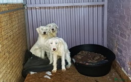Mixed Breed dogs for adoption: LUNA - a Superb Girl for a Loving Home - Image 2
