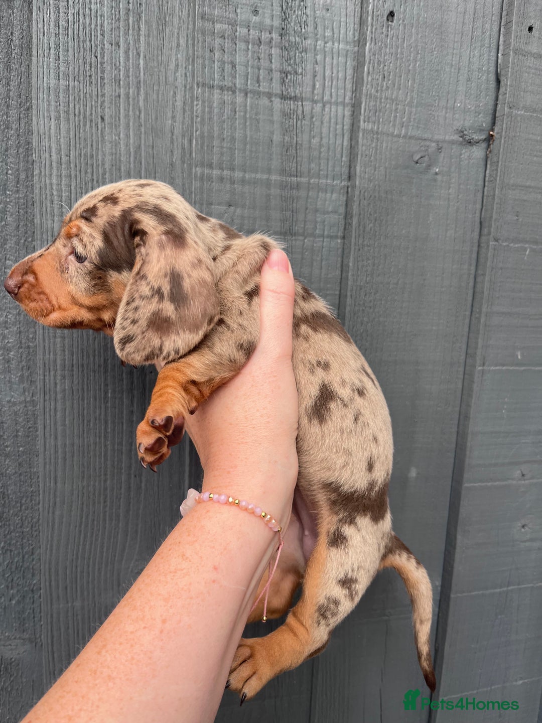 Dachshund dogs for sale: KC Registered Miniature Dachshunds - Image 5