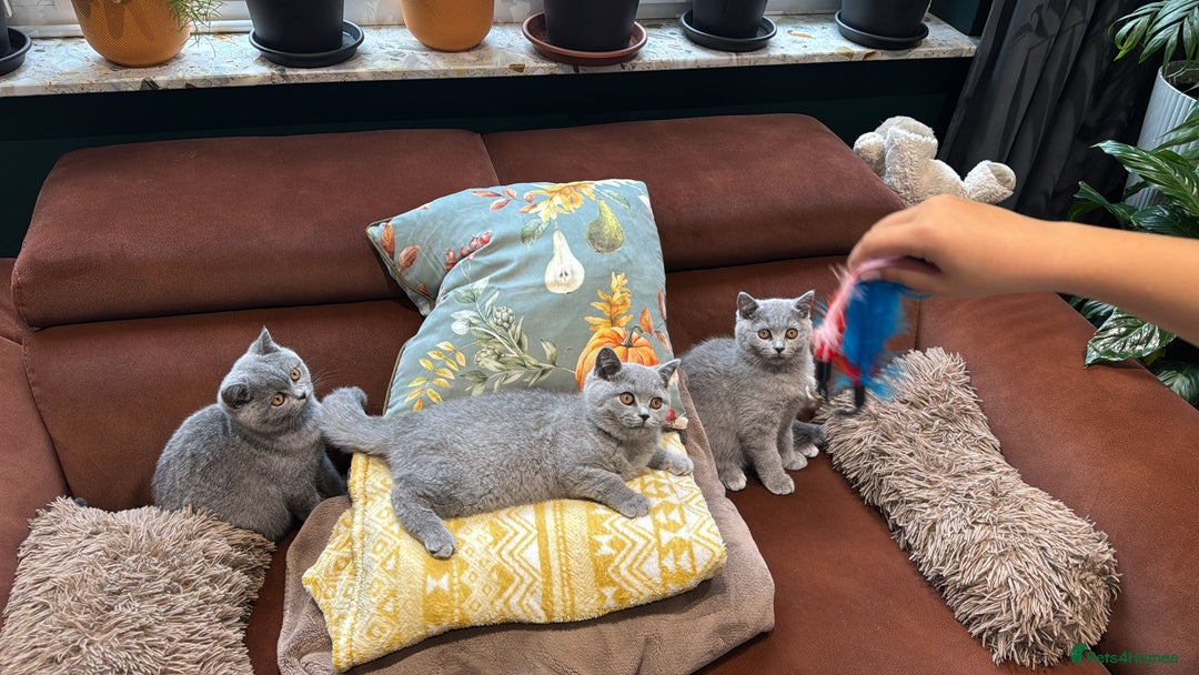 British Shorthair cats for sale: British Shorthair kittens - Image 1