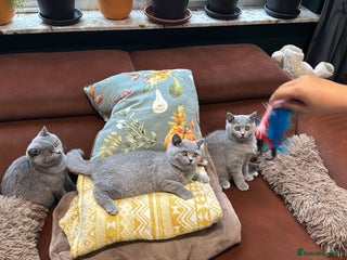British Shorthair cats - Advert 23