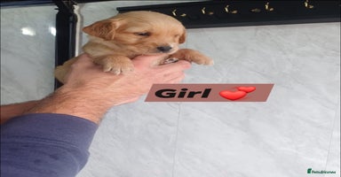 Labrador Retriever dogs - Advert 5