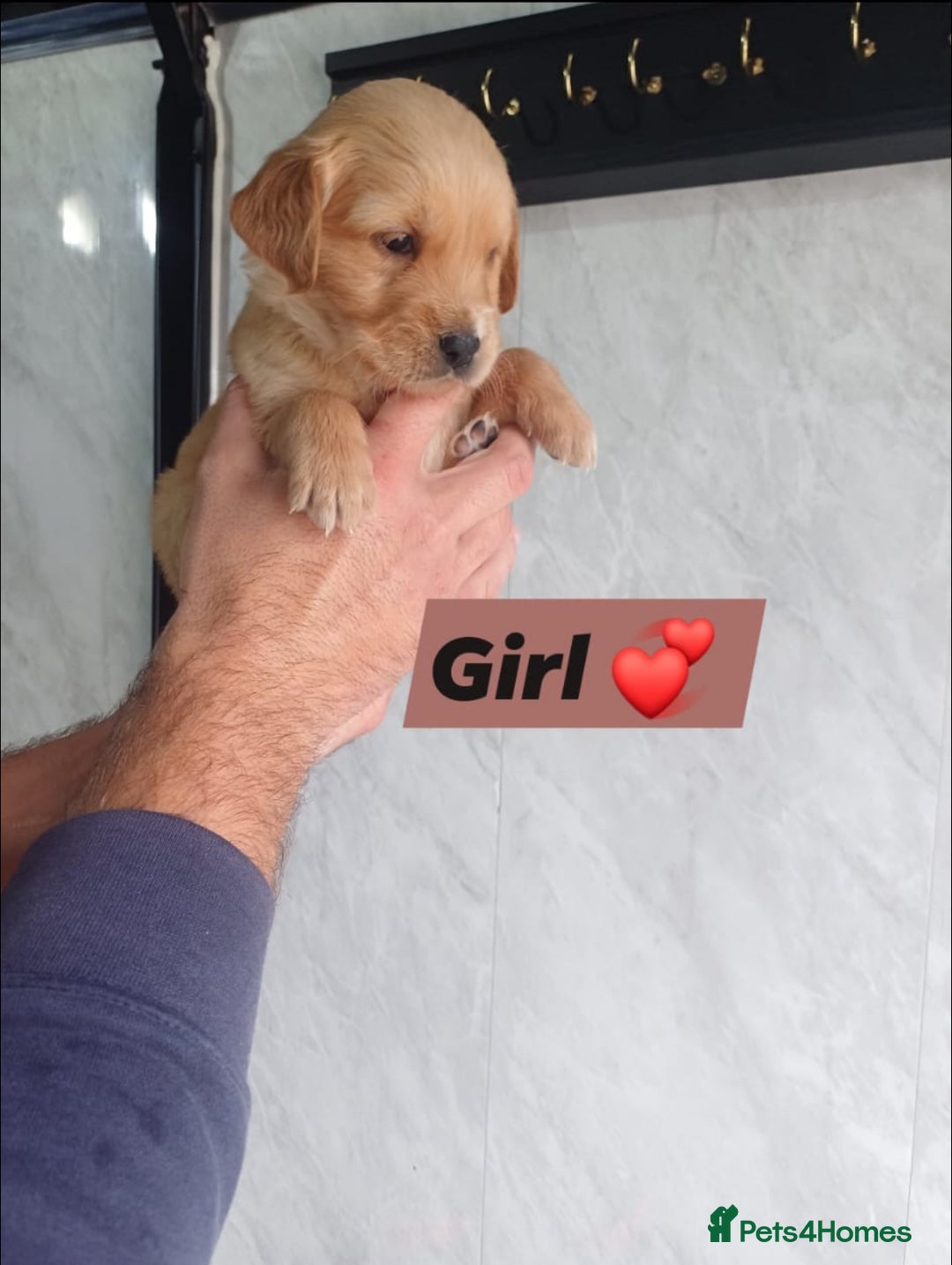 Labrador Retriever dogs for sale: READY TO LEAVE NOW KC registered golden retrievers - Advert 3