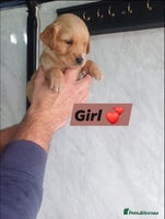 Labrador Retriever dogs - Advert 5