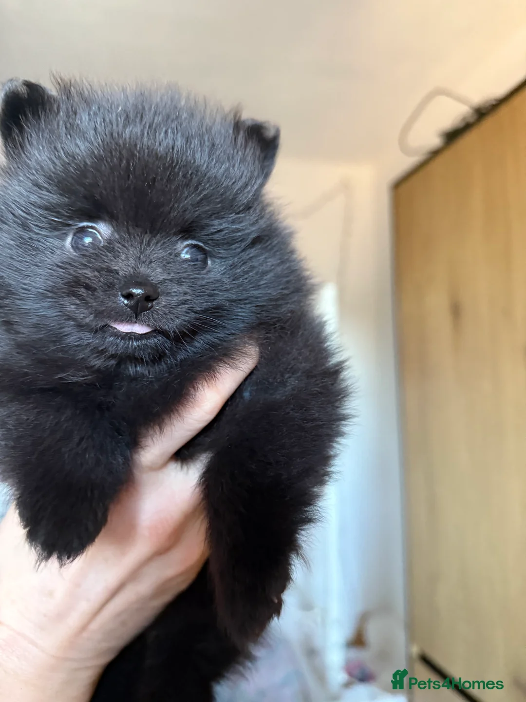 Pomeranian dogs for sale: Two Poms looking for forever home - Advert 30