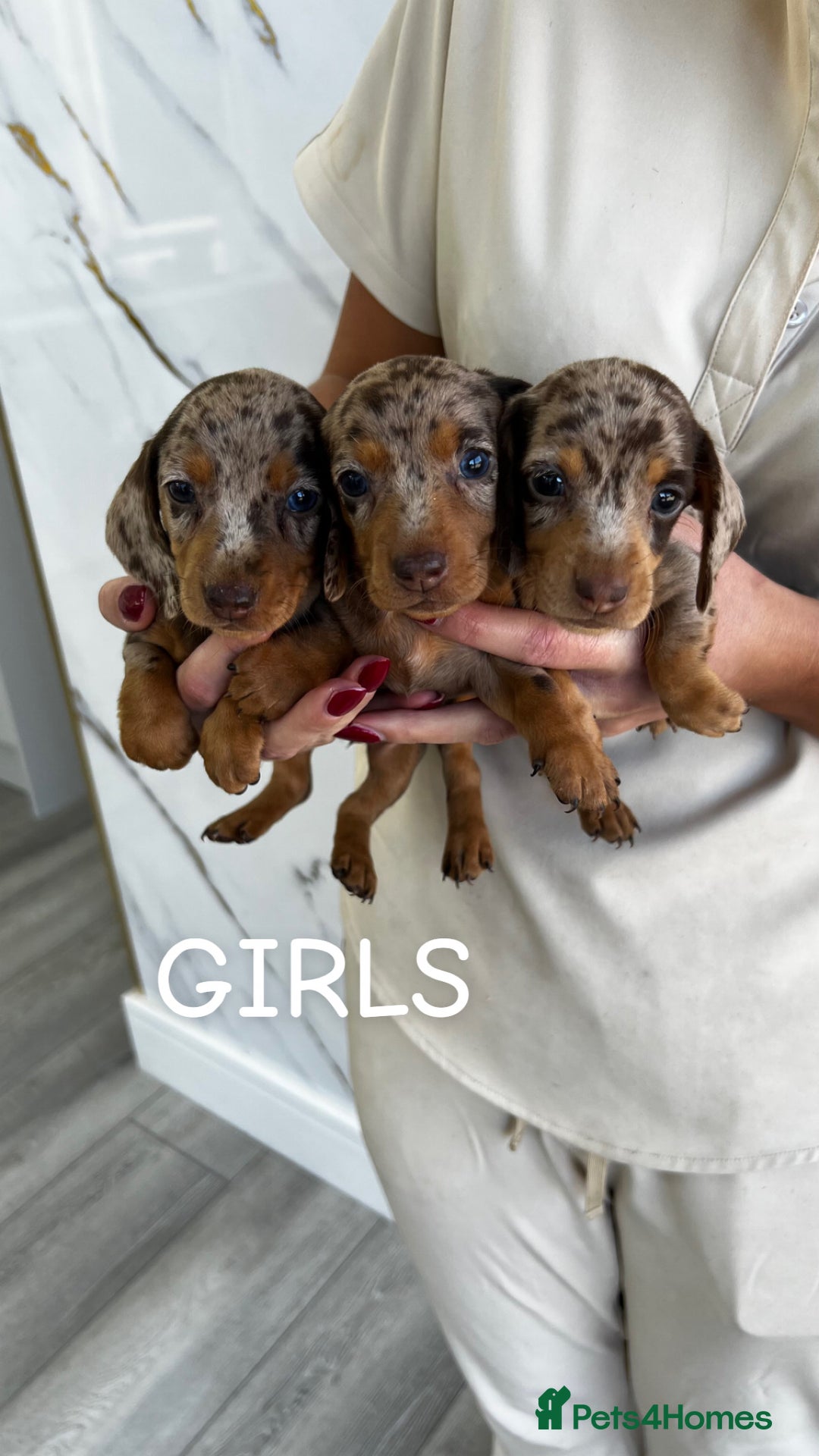 Miniature Dachshund dogs for sale: dappled miniature dachshund  - Image 2