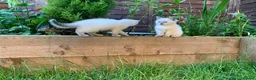 Ragdoll cats for sale: Male/Female Kitten Looking for a Loving  Home in Newport Pagnell - Advert 12