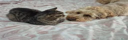 Mixed Breed cats for sale: Kitkit needs rehoming in London - Advert 2