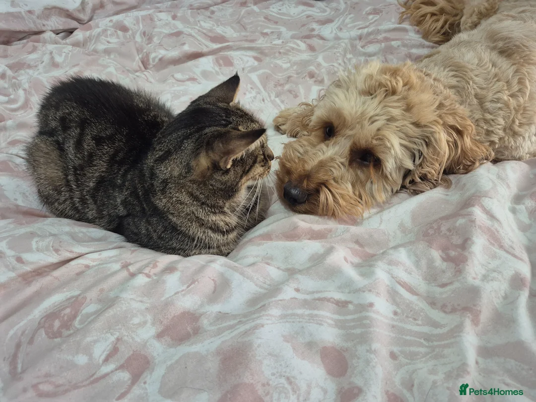 Mixed Breed cats for sale: Kitkit needs rehoming in London - Advert 2
