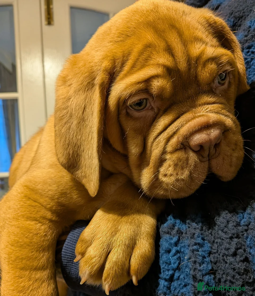 Dogue De Bordeaux dogs for sale: Pedigree chunky pups ready on Tuesday  - Advert 16