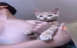 Mixed Breed cats for sale: Beautiful mixed kittens  - Image 11