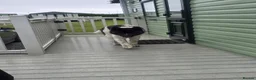 Akita dogs for sale: Turbo - Advert 1