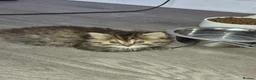 Exotic cats for sale: My Betty has a beautiful litter of kittens  - Advert 7