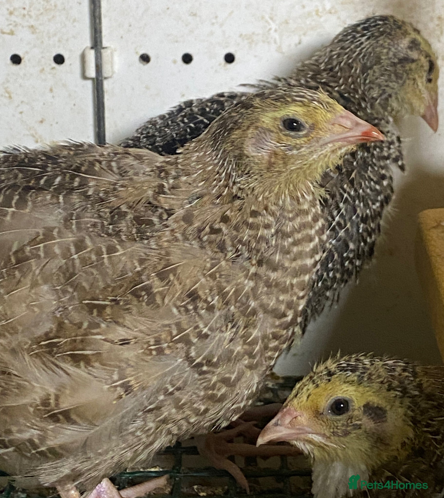 Quail poultry Japanese quails  - Advert 22