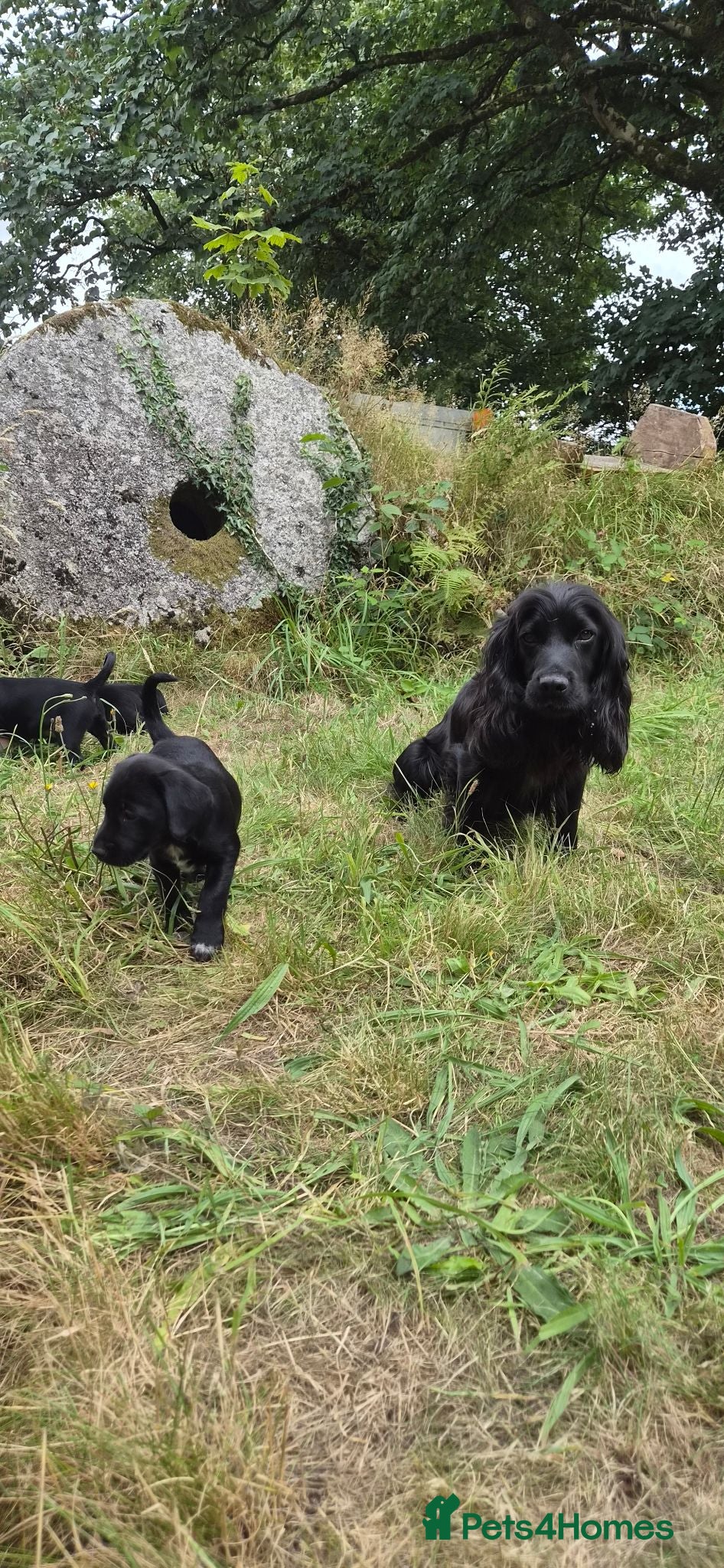 Cocker Spaniel dogs Cocker Spaniel Puppies - Advert 1