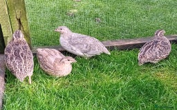 Quail poultry for sale: Laying Coturnix Quail – Confirmed Hens - Image 8