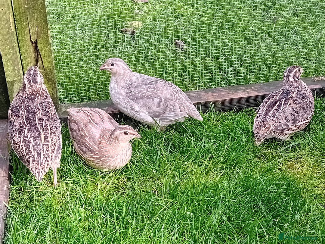 Quail poultry for sale: Laying Coturnix Quail – Confirmed Hens - Image 8