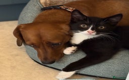 Mixed Breed cats for sale: Kitten for sale (14 weeks old)  - Image 14