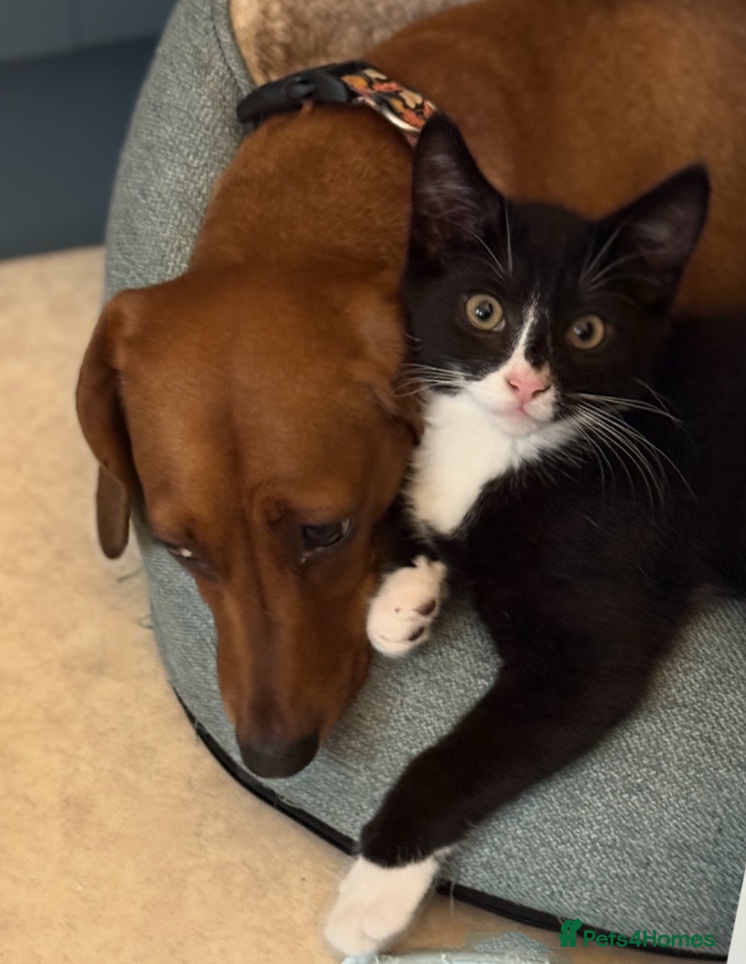 Mixed Breed cats for sale: Kitten for sale (14 weeks old)  - Image 14