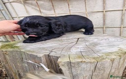 Sprocker dogs for sale: Female Sprocker Puppies - Image 5